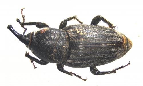 Sphenophorus striatopunctatus